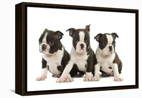 Three Boston Terrier Puppies in Studio-null-Framed Premier Image Canvas