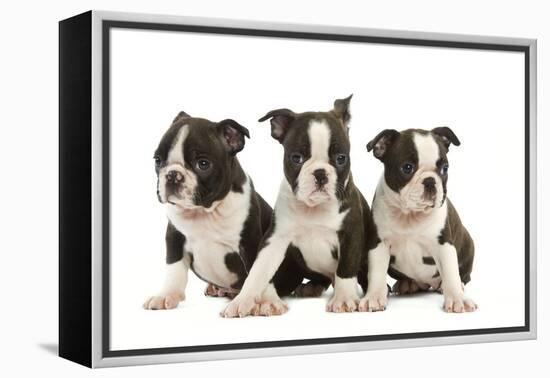 Three Boston Terrier Puppies in Studio-null-Framed Premier Image Canvas