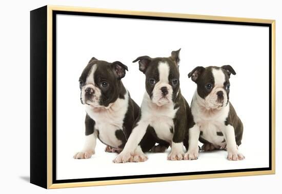 Three Boston Terrier Puppies in Studio-null-Framed Premier Image Canvas