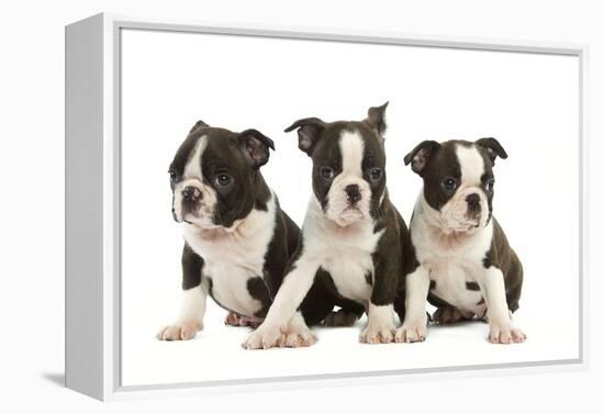 Three Boston Terrier Puppies in Studio-null-Framed Premier Image Canvas