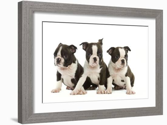 Three Boston Terrier Puppies in Studio-null-Framed Photographic Print