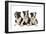 Three Boston Terrier Puppies in Studio-null-Framed Photographic Print