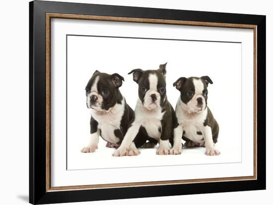 Three Boston Terrier Puppies in Studio-null-Framed Photographic Print