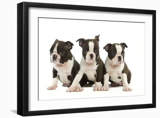 Three Boston Terrier Puppies in Studio-null-Framed Photographic Print