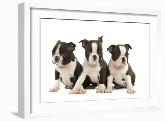 Three Boston Terrier Puppies in Studio-null-Framed Photographic Print