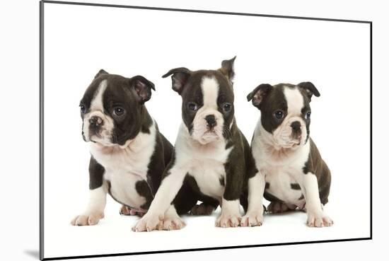 Three Boston Terrier Puppies in Studio-null-Mounted Photographic Print