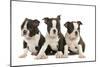 Three Boston Terrier Puppies in Studio-null-Mounted Photographic Print