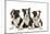 Three Boston Terrier Puppies in Studio-null-Mounted Photographic Print