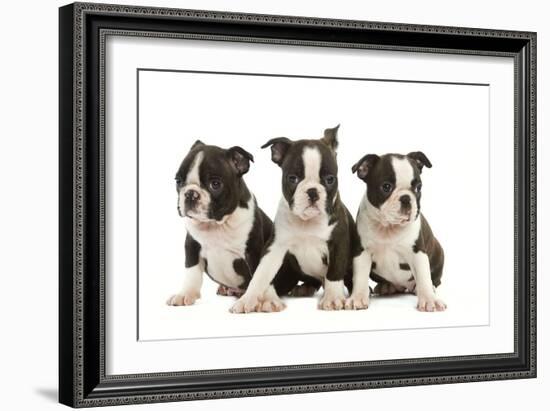 Three Boston Terrier Puppies in Studio-null-Framed Photographic Print