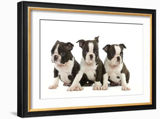 Three Boston Terrier Puppies in Studio-null-Framed Photographic Print