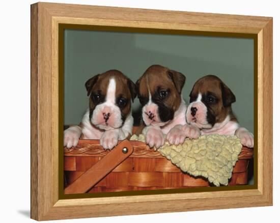 Three Boxer Puppies, USA-Lynn M. Stone-Framed Premier Image Canvas