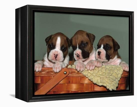 Three Boxer Puppies, USA-Lynn M. Stone-Framed Premier Image Canvas