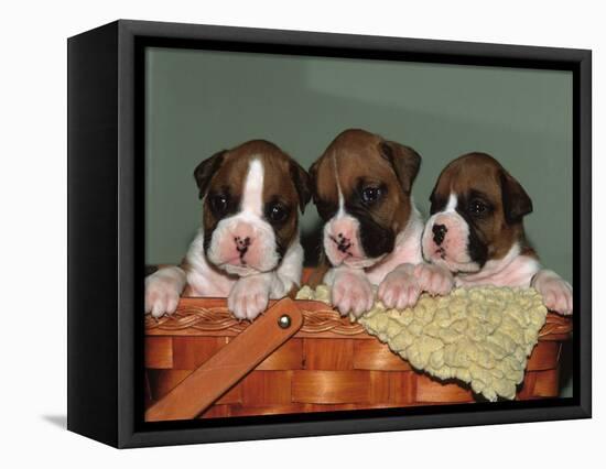 Three Boxer Puppies, USA-Lynn M. Stone-Framed Premier Image Canvas