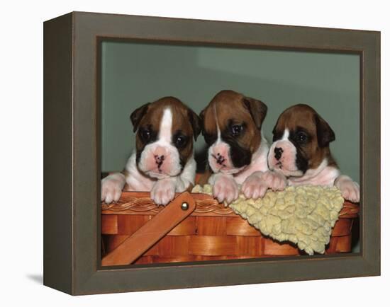 Three Boxer Puppies, USA-Lynn M. Stone-Framed Premier Image Canvas
