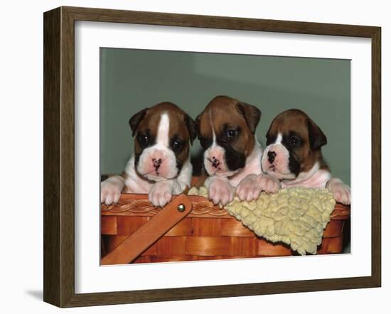 Three Boxer Puppies, USA-Lynn M. Stone-Framed Photographic Print