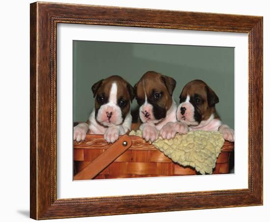 Three Boxer Puppies, USA-Lynn M. Stone-Framed Photographic Print