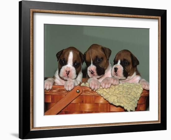 Three Boxer Puppies, USA-Lynn M. Stone-Framed Photographic Print