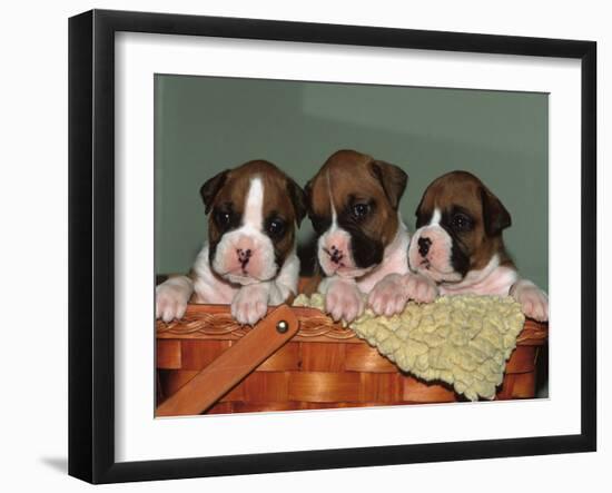 Three Boxer Puppies, USA-Lynn M. Stone-Framed Photographic Print