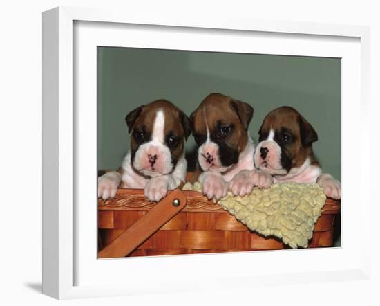 Three Boxer Puppies, USA-Lynn M. Stone-Framed Photographic Print