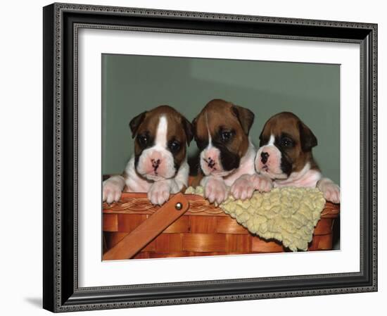 Three Boxer Puppies, USA-Lynn M. Stone-Framed Photographic Print