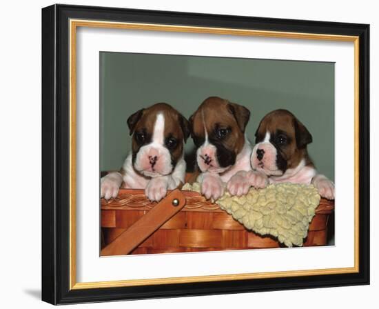 Three Boxer Puppies, USA-Lynn M. Stone-Framed Photographic Print