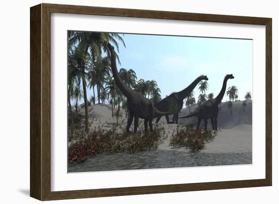 Three Brachiosaurus Dinosaurs Grazing-null-Framed Art Print