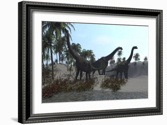 Three Brachiosaurus Dinosaurs Grazing-null-Framed Art Print