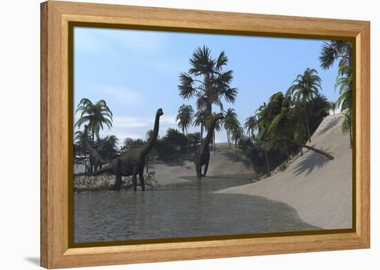 Three Brachiosaurus Dinosaurs Grazing-null-Framed Stretched Canvas