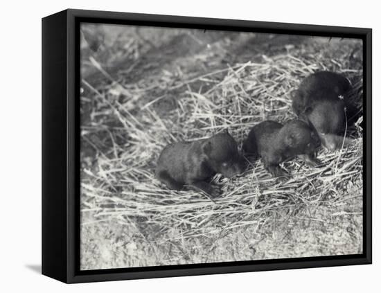 Three Brown and Black Bear Cubs Aged 5 or 6 Weeks at London Zoo, February 1920-Frederick William Bond-Framed Premier Image Canvas