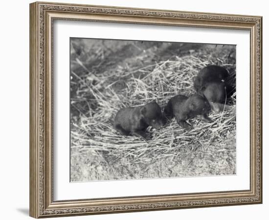 Three Brown and Black Bear Cubs Aged 5 or 6 Weeks at London Zoo, February 1920-Frederick William Bond-Framed Photographic Print