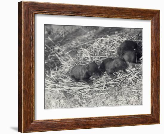 Three Brown and Black Bear Cubs Aged 5 or 6 Weeks at London Zoo, February 1920-Frederick William Bond-Framed Photographic Print