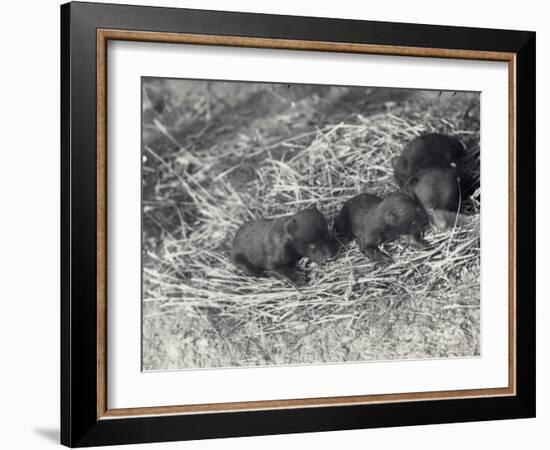 Three Brown and Black Bear Cubs Aged 5 or 6 Weeks at London Zoo, February 1920-Frederick William Bond-Framed Photographic Print