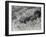 Three Brown and Black Bear Cubs Aged 5 or 6 Weeks at London Zoo, February 1920-Frederick William Bond-Framed Photographic Print