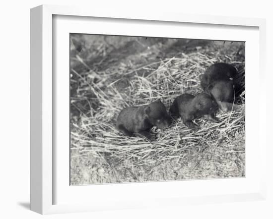 Three Brown and Black Bear Cubs Aged 5 or 6 Weeks at London Zoo, February 1920-Frederick William Bond-Framed Photographic Print