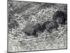 Three Brown and Black Bear Cubs Aged 5 or 6 Weeks at London Zoo, February 1920-Frederick William Bond-Mounted Photographic Print