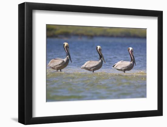 Three Brown Pelicans-DLILLC-Framed Photographic Print