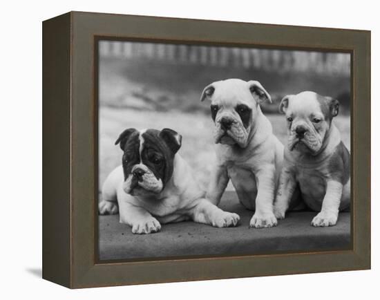 Three Bulldog Puppies Owned by Monkland-Thomas Fall-Framed Premier Image Canvas