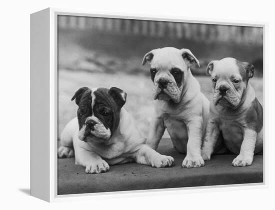 Three Bulldog Puppies Owned by Monkland-Thomas Fall-Framed Premier Image Canvas