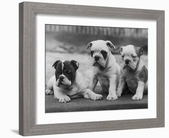 Three Bulldog Puppies Owned by Monkland-Thomas Fall-Framed Photographic Print