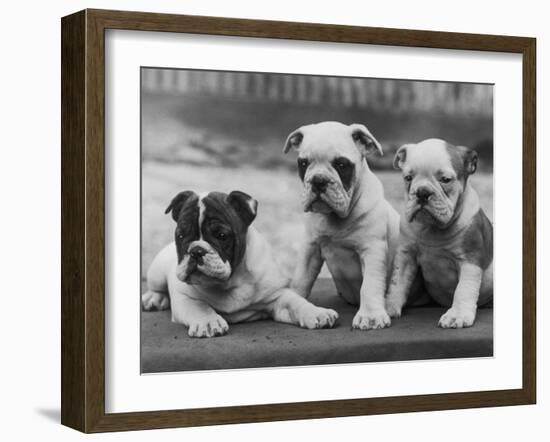 Three Bulldog Puppies Owned by Monkland-Thomas Fall-Framed Photographic Print