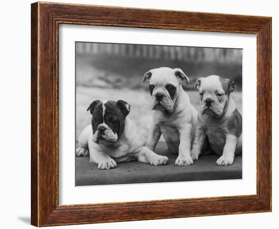 Three Bulldog Puppies Owned by Monkland-Thomas Fall-Framed Photographic Print