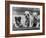 Three Bulldog Puppies Owned by Monkland-Thomas Fall-Framed Photographic Print