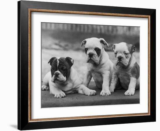 Three Bulldog Puppies Owned by Monkland-Thomas Fall-Framed Photographic Print