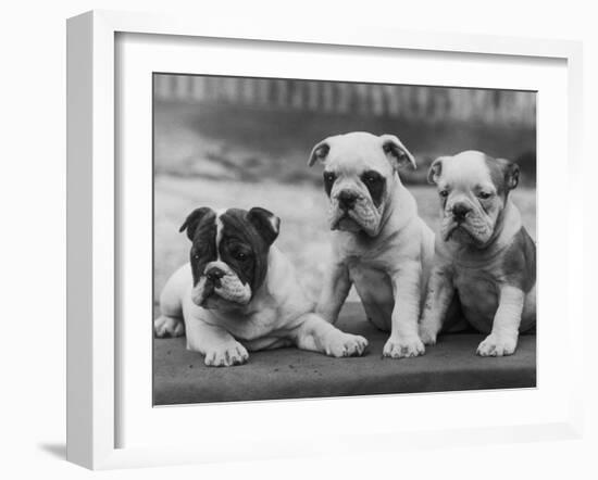 Three Bulldog Puppies Owned by Monkland-Thomas Fall-Framed Photographic Print