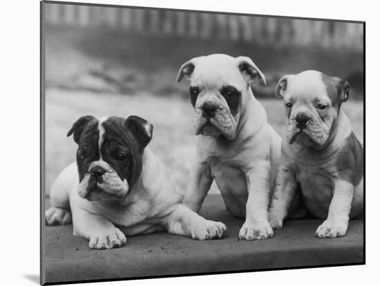 Three Bulldog Puppies Owned by Monkland-Thomas Fall-Mounted Photographic Print