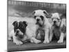 Three Bulldog Puppies Owned by Monkland-Thomas Fall-Mounted Photographic Print