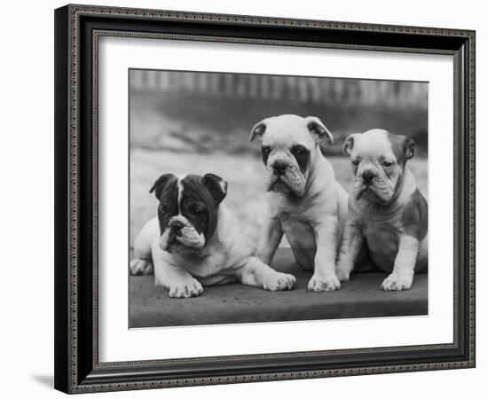 Three Bulldog Puppies Owned by Monkland-Thomas Fall-Framed Photographic Print