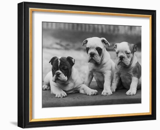 Three Bulldog Puppies Owned by Monkland-Thomas Fall-Framed Photographic Print