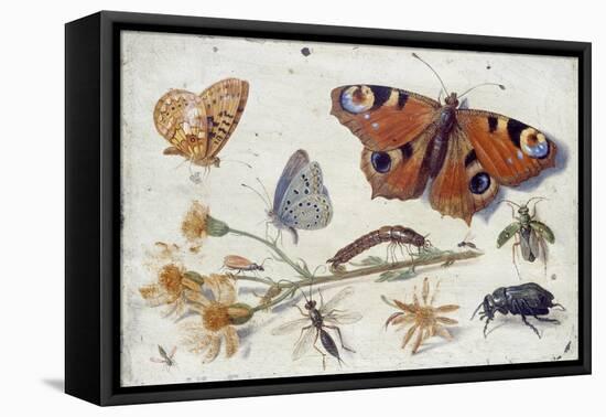 Three Butterflies, a Beetle and Other Insects, with a Cutting of Ragwort, Early 1650S-Jan van Kessel-Framed Premier Image Canvas