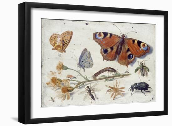 Three Butterflies, a Beetle and Other Insects, with a Cutting of Ragwort, Early 1650S-Jan van Kessel-Framed Giclee Print